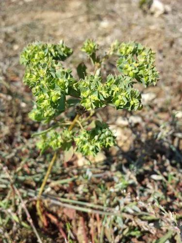 Sickle Spurge