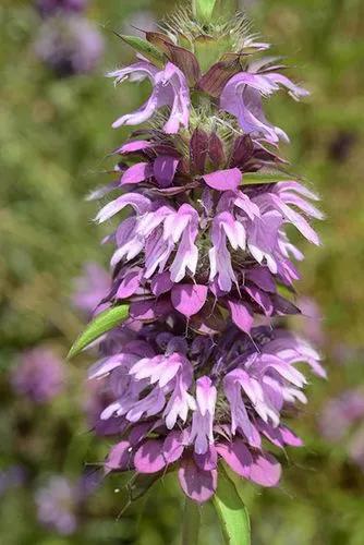 Monarda Citriodora