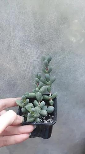 Corpuscularia lehmannii