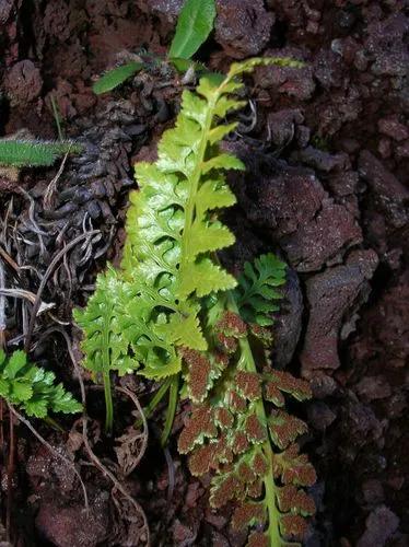 Black Spleenwort