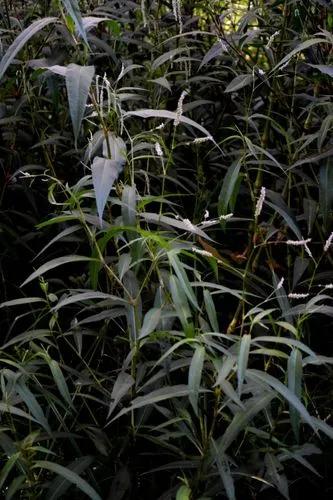 Pale Knotweed