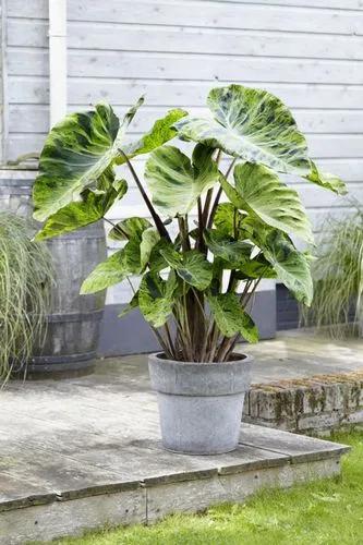 Colocasia esculenta 'Mojito'