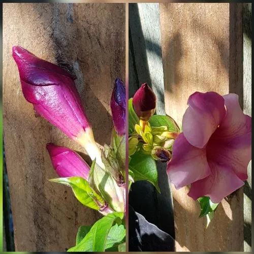 Purple Allamanda