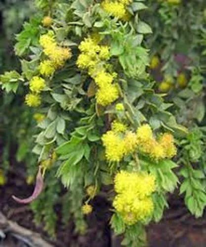 Acacia Macracanthus