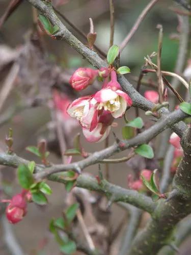 Chinese Quince