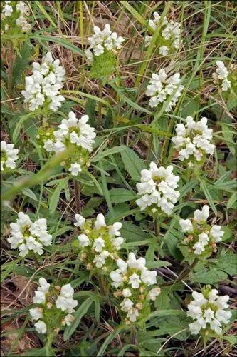 Cutleaf Selfheal