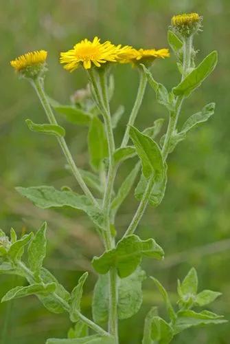 Common Fleabane