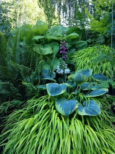 Frances Williams Hosta