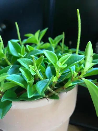 Peperomia Marcello