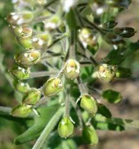 Field Pepperwort