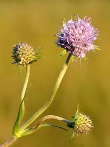 Devil'S-Bit, Devil'S-Bit Scabious