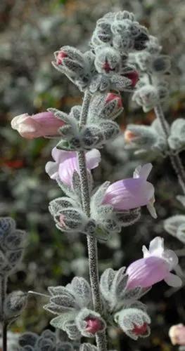 Pityrodia Terminalis