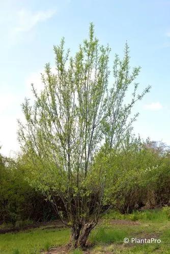 Violet Willow