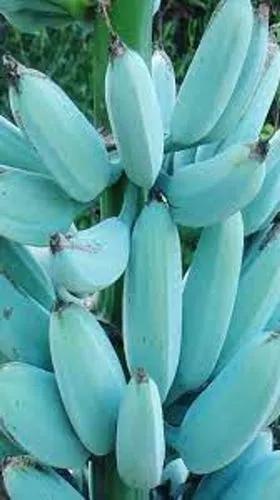Blue Java Banana