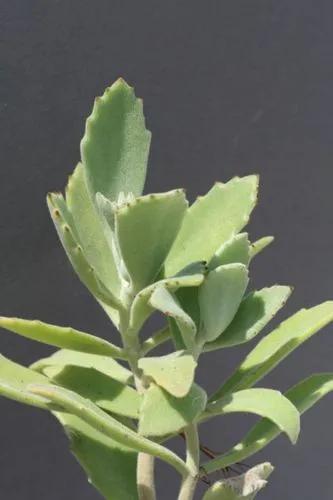 Kalanchoe Behartii