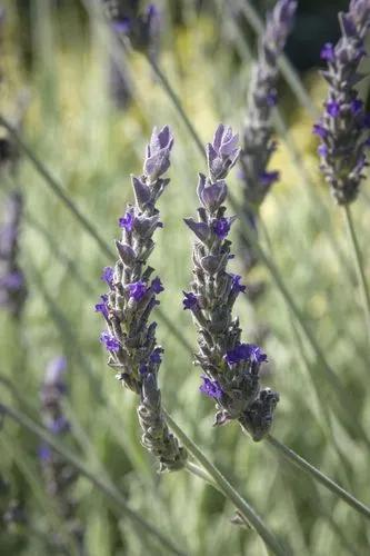 Goodwin Creek Lavender