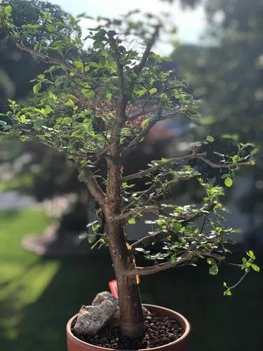 Fragrant Bursera