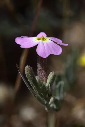 Malcolmia Littorea