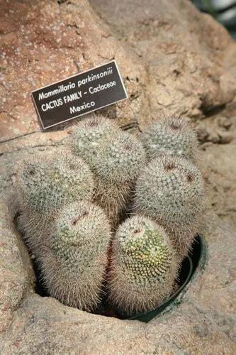 Owl-eye Cactus