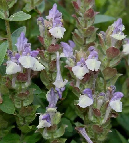 Alpine Skullcap