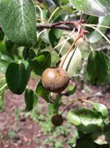 Plymouth Pear