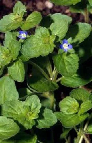 Dark Speedwell