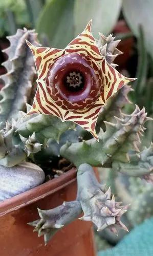Lifesaver Plant