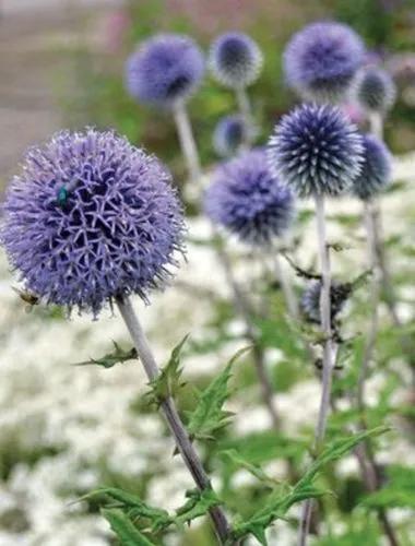 Blue Globe Thistle