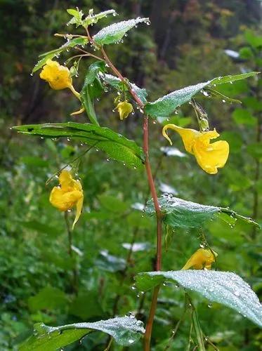 Impatiens Noli