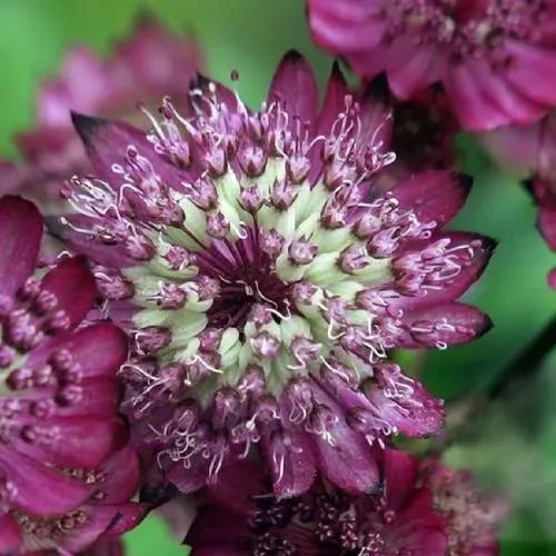 Astrantia Carniolica