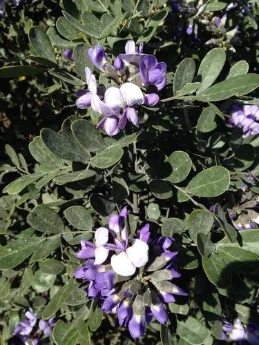 Texas Mountain Laurel