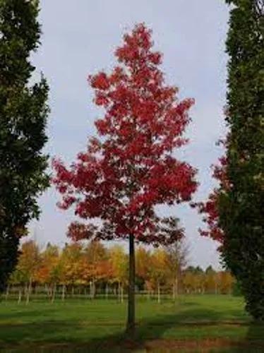 Scarlet Oak