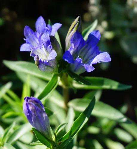 Rainier pleated gentian