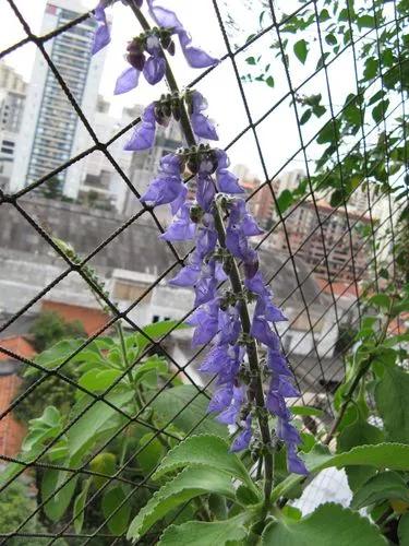 Plectranthus Barbatus