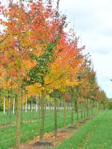 Maple Grape-Leaved