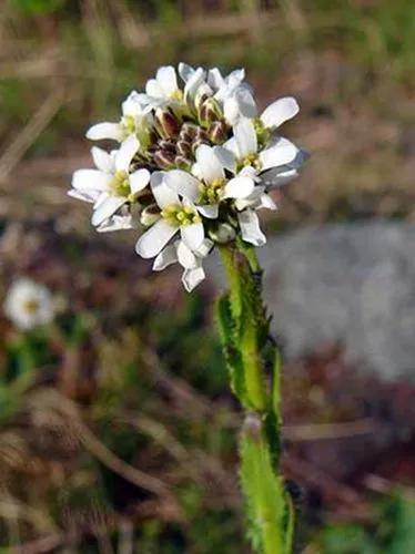 Arabis Hirsuta