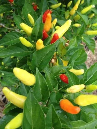 Hawaiian Chili Pepper