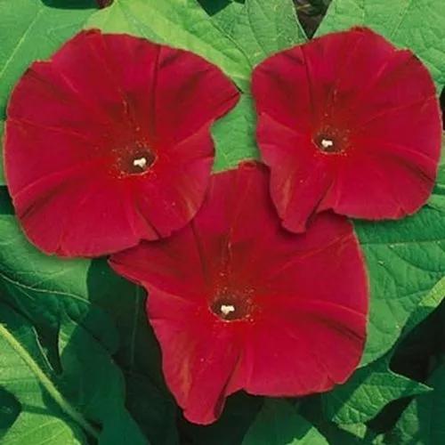 Scarlet Morning Glory