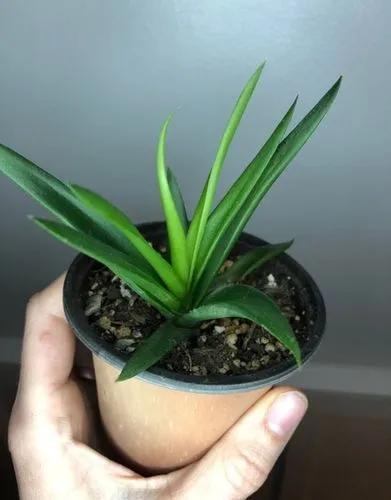 Haworthia Pentagona