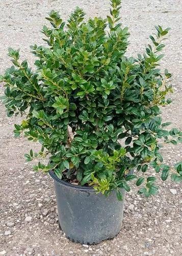 Dwarf Burford Holly