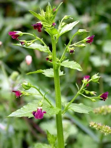 Mediterranean Figwort