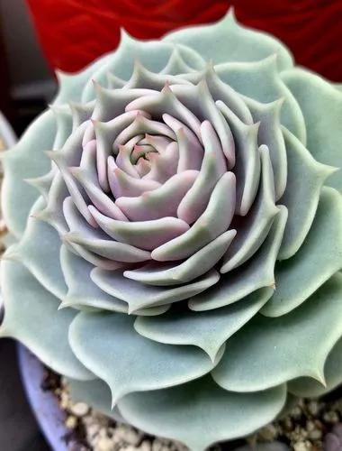 Echeveria