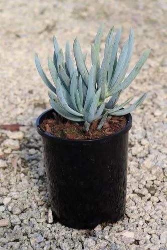 Blue chalksticks