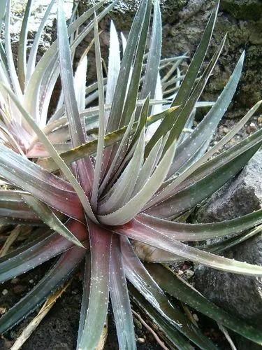 Dyckia