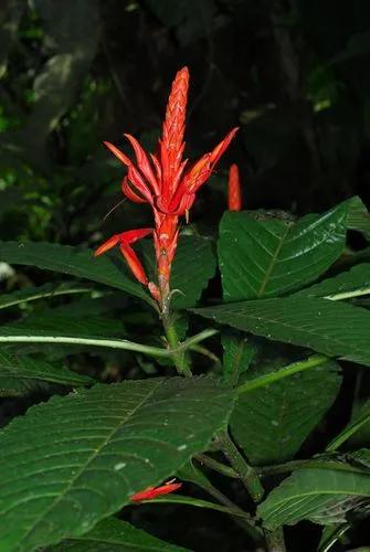 Aphelandra Tridentata