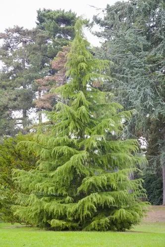 Atlas Cedar