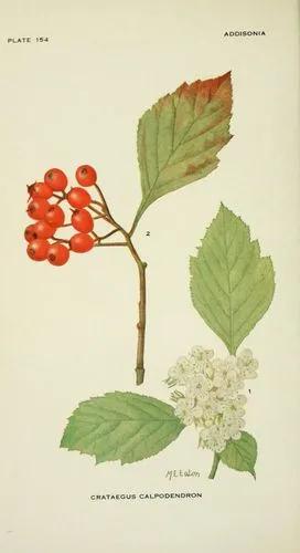 Late Hawthorn