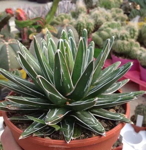 Agave Victoriae-reginae