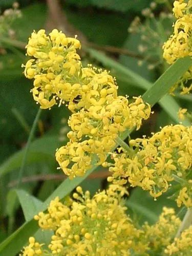 Lady'S Bedstraw