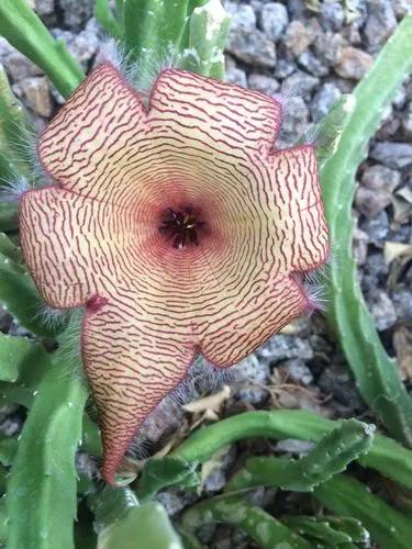 Starfish Cacti